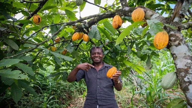 Cocoa farmer in Ghana