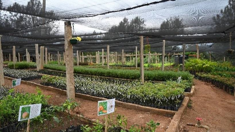 A snapshot of the vast nursery housing fruit, indigenous and ornamental trees.
