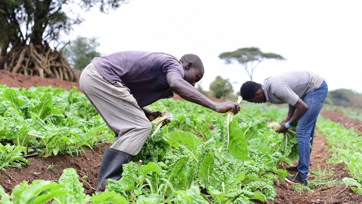 Farmers checking on their spinach garden.