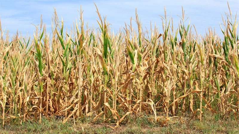 Damaged maize crops due to climate change
