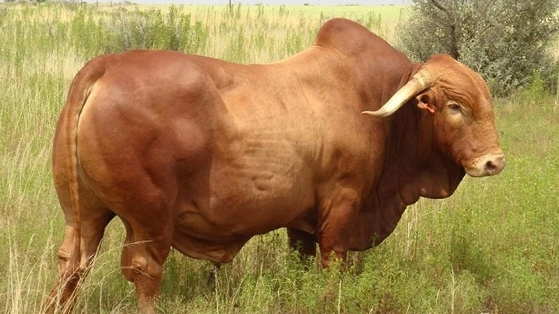 Fatten cattle