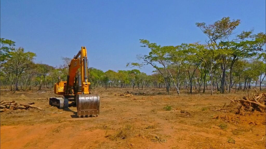 Unauthorized occupation of land poses a threat to the forest.