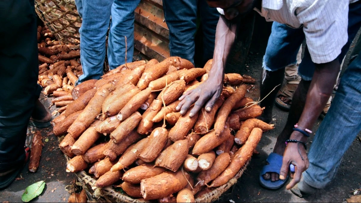 Cassava crops.
