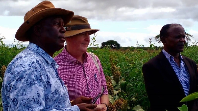 Prof Anthony Whitbread (C), the project leader from ILRI, admires a flourishing sorghum plantation with consultants Elirehema Swai (L) and Peter Ngowi. 