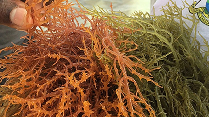 Sea weed
