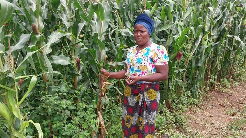 A maize farmer