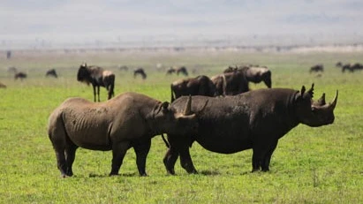 Rhino at Mikumi National Park.