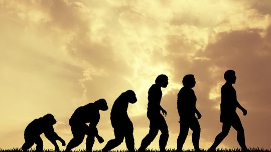 An illustration of evolution 
