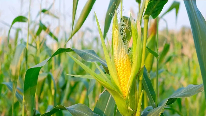 Maize Plant