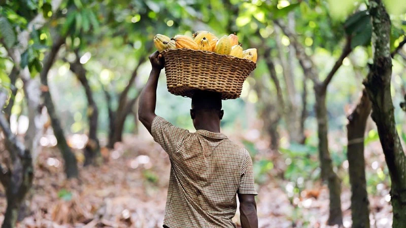 Cocoa farmer carrying his produce. 