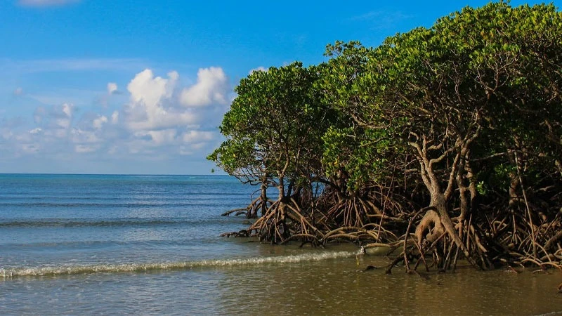 Mangrove planting