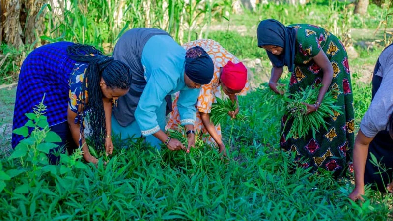 Members of the Dar-based CSO in their horticulture farm utilizing organic fertilizer. 