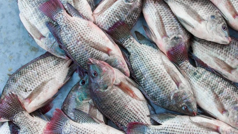 Tilapia fish