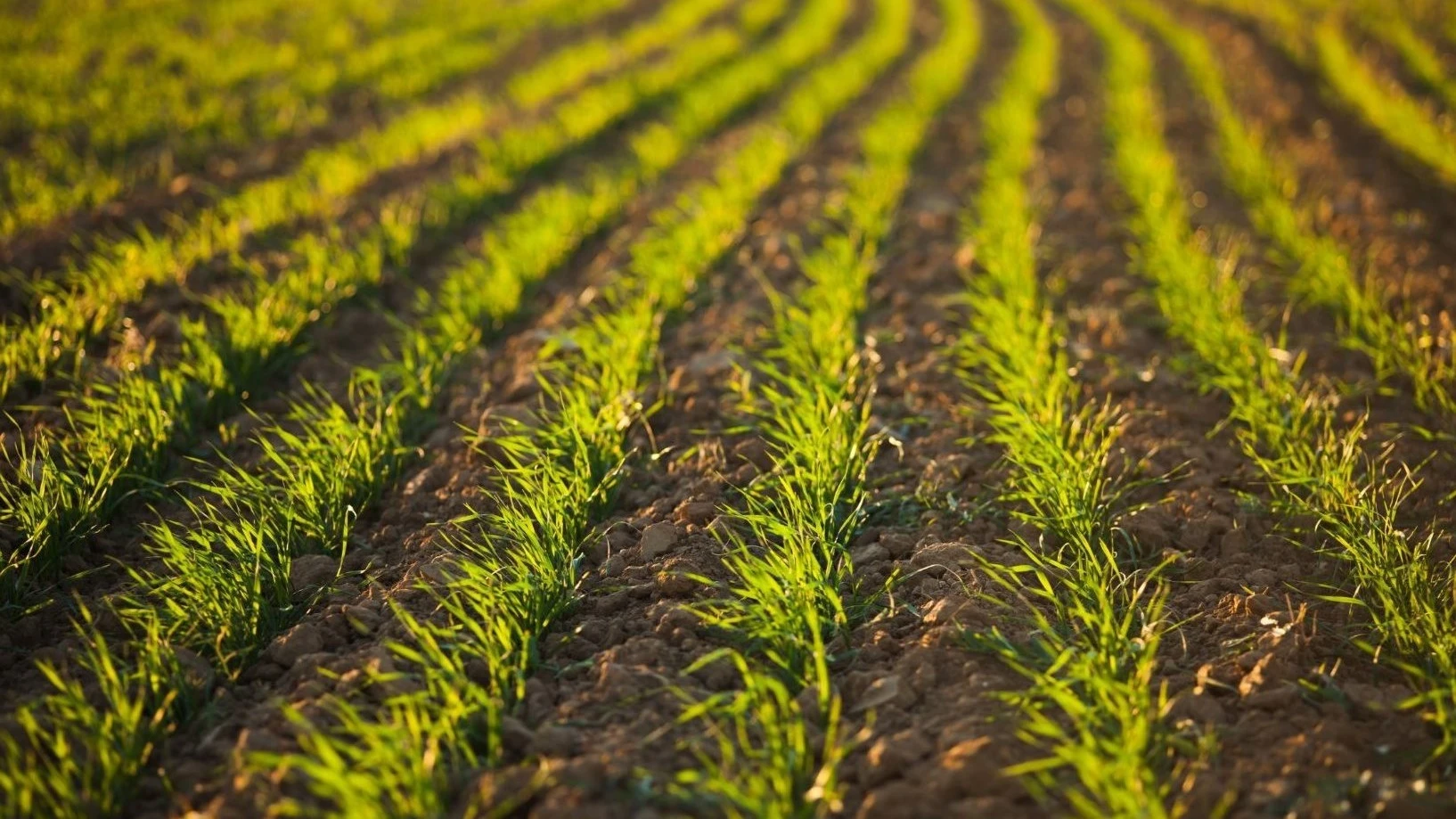 Climate-smart farming yields plenty, despite the demanding preconditions