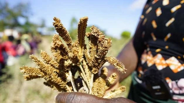 Jane Salanda holds some sorghum, the only crop that survived the drought.