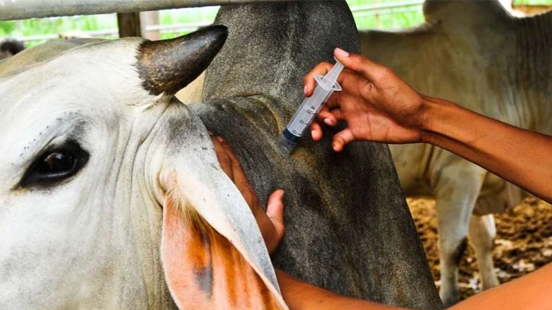 Livestock vaccination