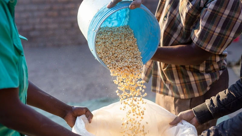 Maize Harvest