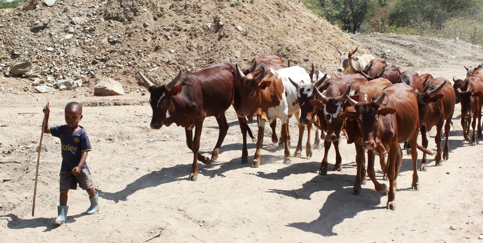 LEARNING LIFE EARLY: A child of between six and seven years moves in style while leading a herd of cattle to pasture at Mbangala village in Songwe District late last week. 