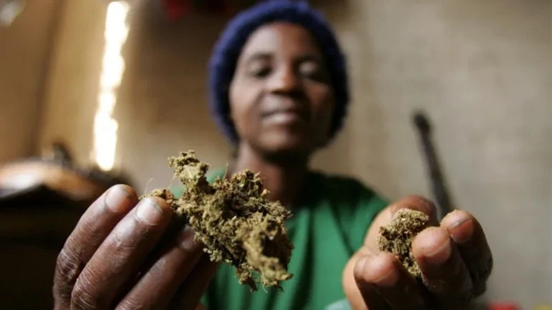 A Zimbabwean healer shows a traditional medicine in her surgery in Harare 