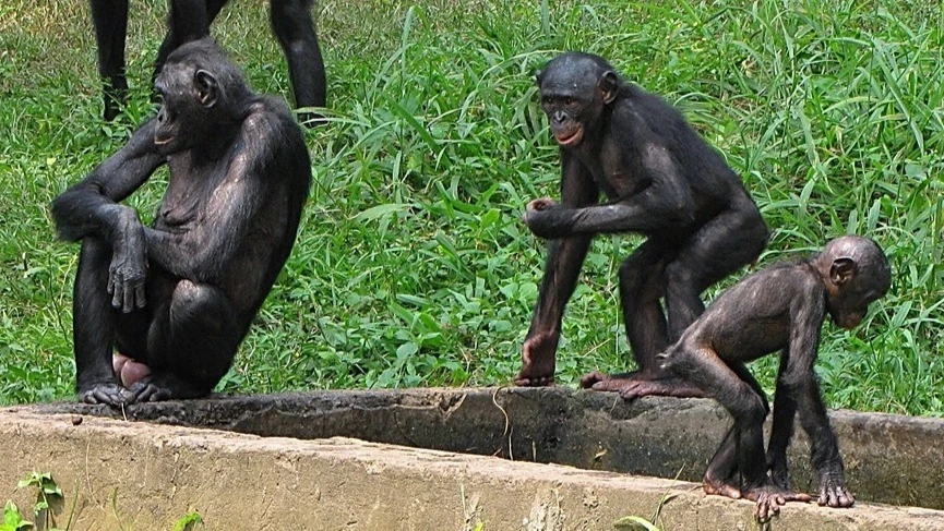 Casual grouping of various male and female bonobos (Pan paniscus), adult and juvenile, at Lola Ya Bonobo sanctuary in Kinshasa. 


