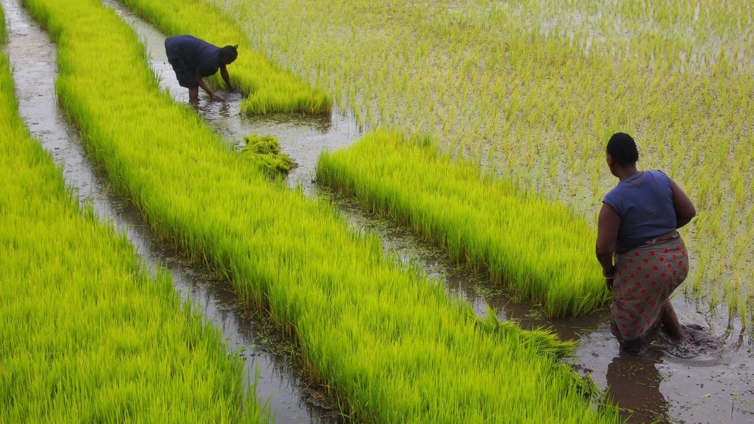 Rice farmers