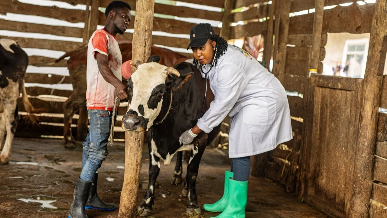 A veterinary officer, Rose Wambura administers a vaccine to a dog during the World Zoonosis Day celebrations in Mara Region recently. To combat these diseases, the government launched a national campaign dubbed ‘Holela Holela Itakukosti’ 