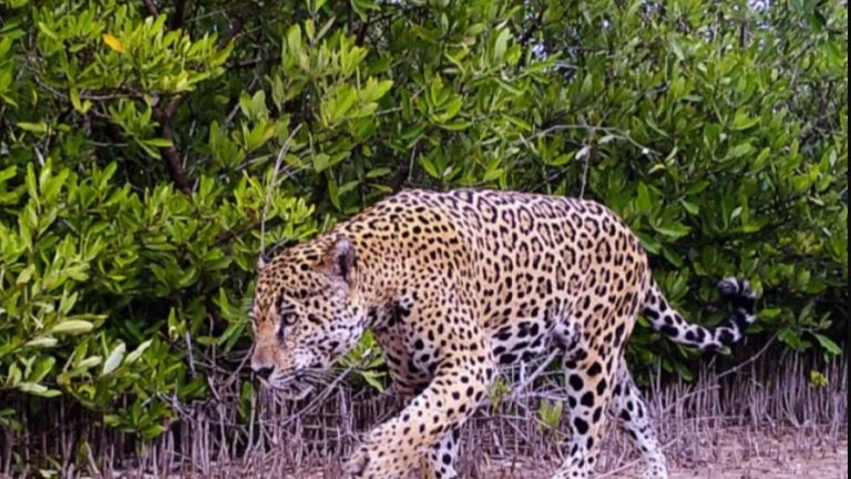 
A jaguar walks through the mangroves in the La Papalota reserve. Although the territory in the reserve is too small to sustain a jaguar population, it provides a refuge for them to rest, eat, and breed.