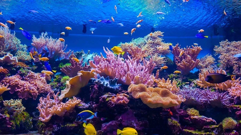 Coral reef