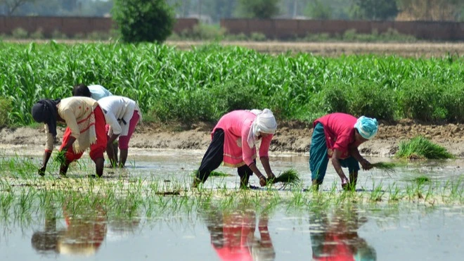 Rice growers