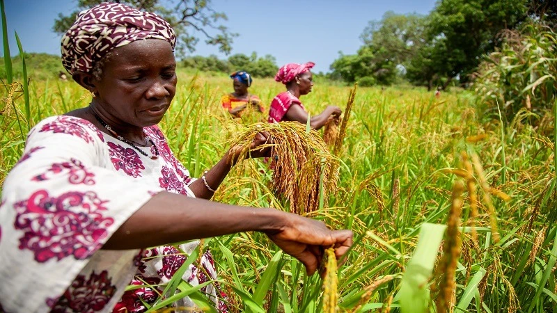 AfDB will help the DRC boost production of staple foods, including rice, and reduce imports.