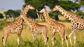 
Giraffe population had continued to decline worldwide, according to conservationists. 