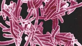 An illustration of the Mycobacterium tuberculosis bacterium.