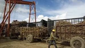 In the first quarter of the year, 6,723 state workers and 7,418 cooperative members abandoned tasks related to the sugar harvest.