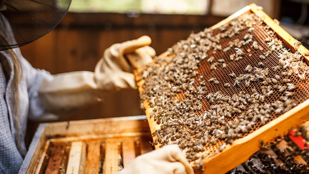 Beekeeping illustration