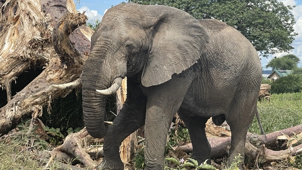 An adult male elephant captured at the Ruaha National Park. 