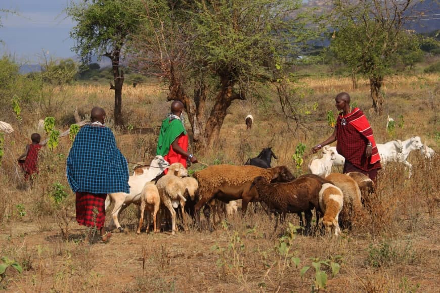 Members of the Namelok group in Kimokouwa Ward, Longido District, Arusha Region, look on with vigilance at the weekend as their goats have pasture. 