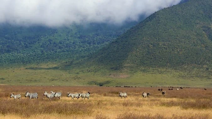 Ngorongoro crater is a natural wonder of the world.