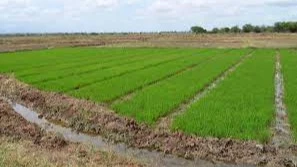 Ruvuma Basin riparian states can do with an agro-sector investment zone.