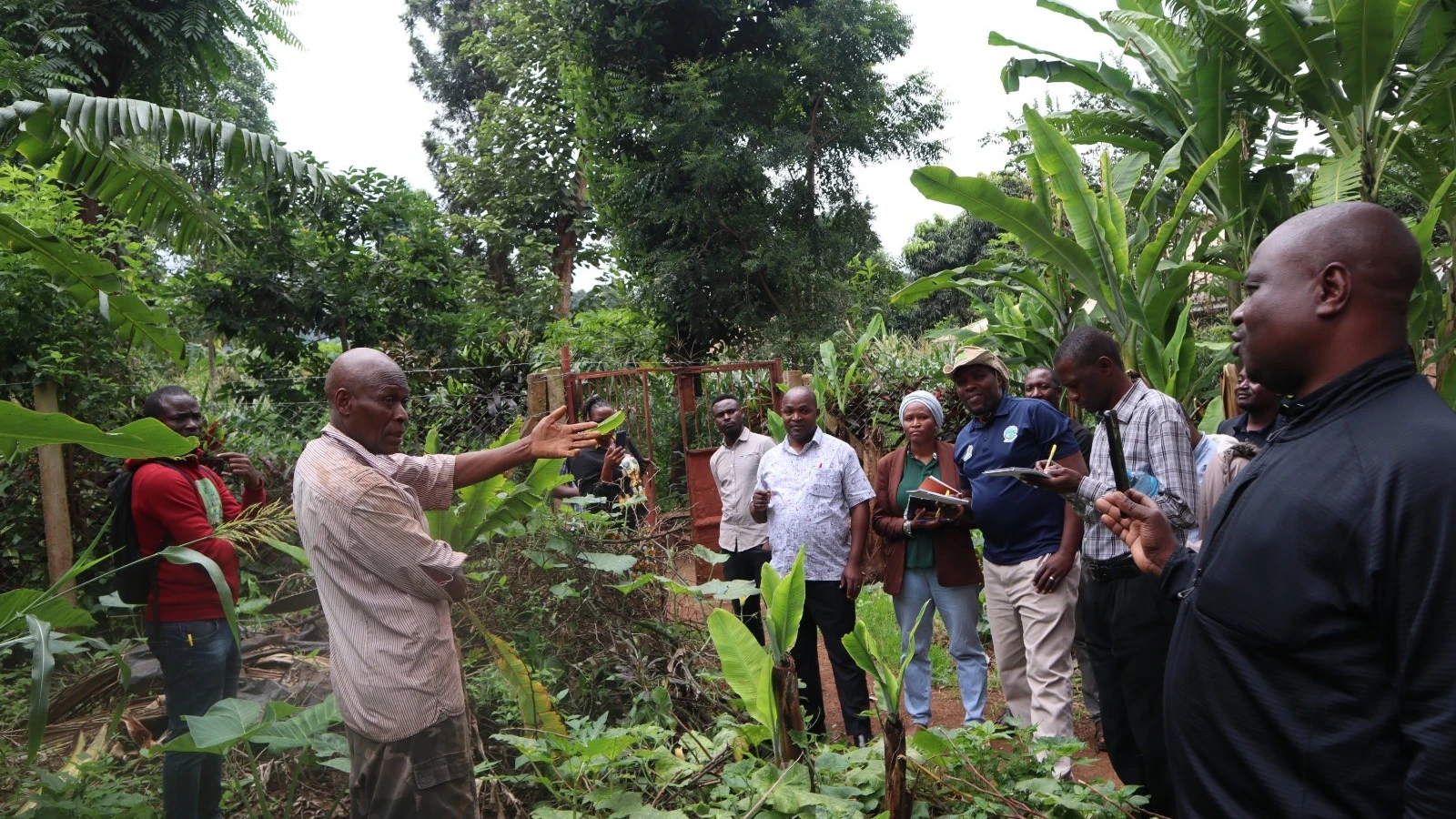 
A banana farmer whose farm has been affected by  Banana Bunchy Top Disease (BBTD) displays the way to which his plantation has been damaged to agricultural researchers from IITA. 