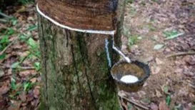 Latex is tapped daily, usually in the middle of the night while temperatures are low enough to avoid coagulation. Farmers strip a narrow channel of bark to stimulate the latex which is then collected in a small bowl.