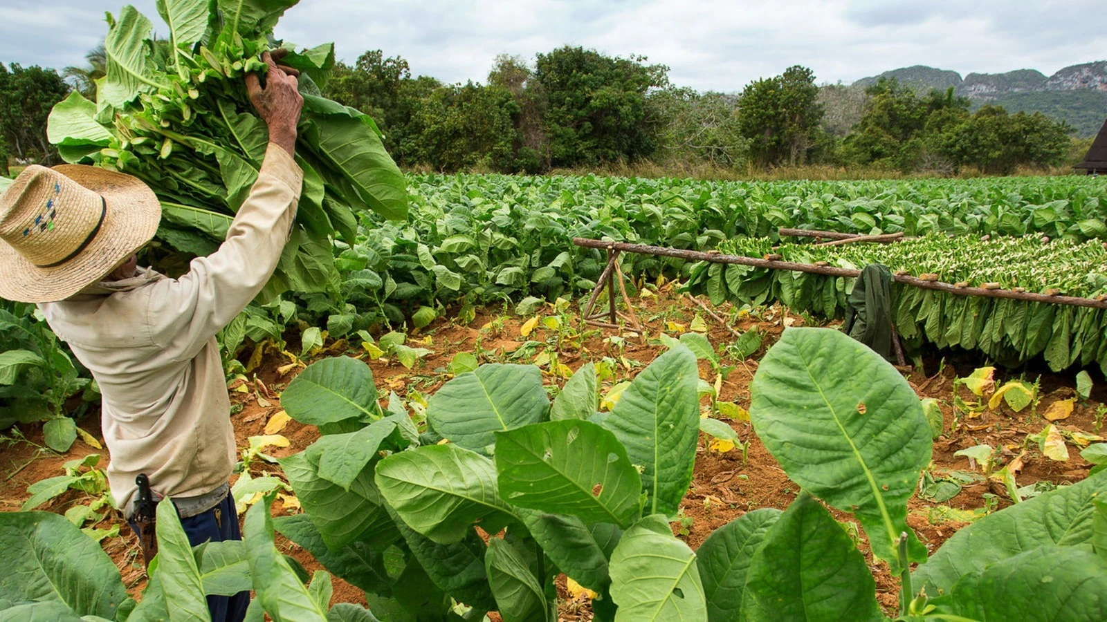 Tanzania ranks second in tobacco production in Africa after Zimbabwe.