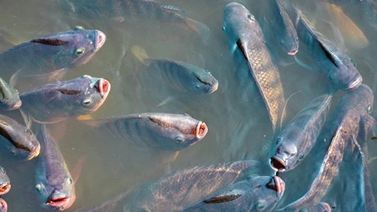 Fish farming illustration