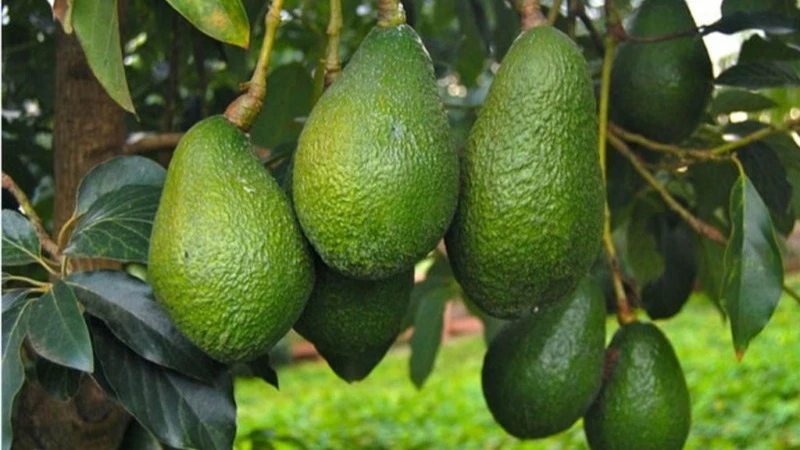  Avocado yield