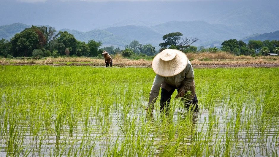 Rice farming