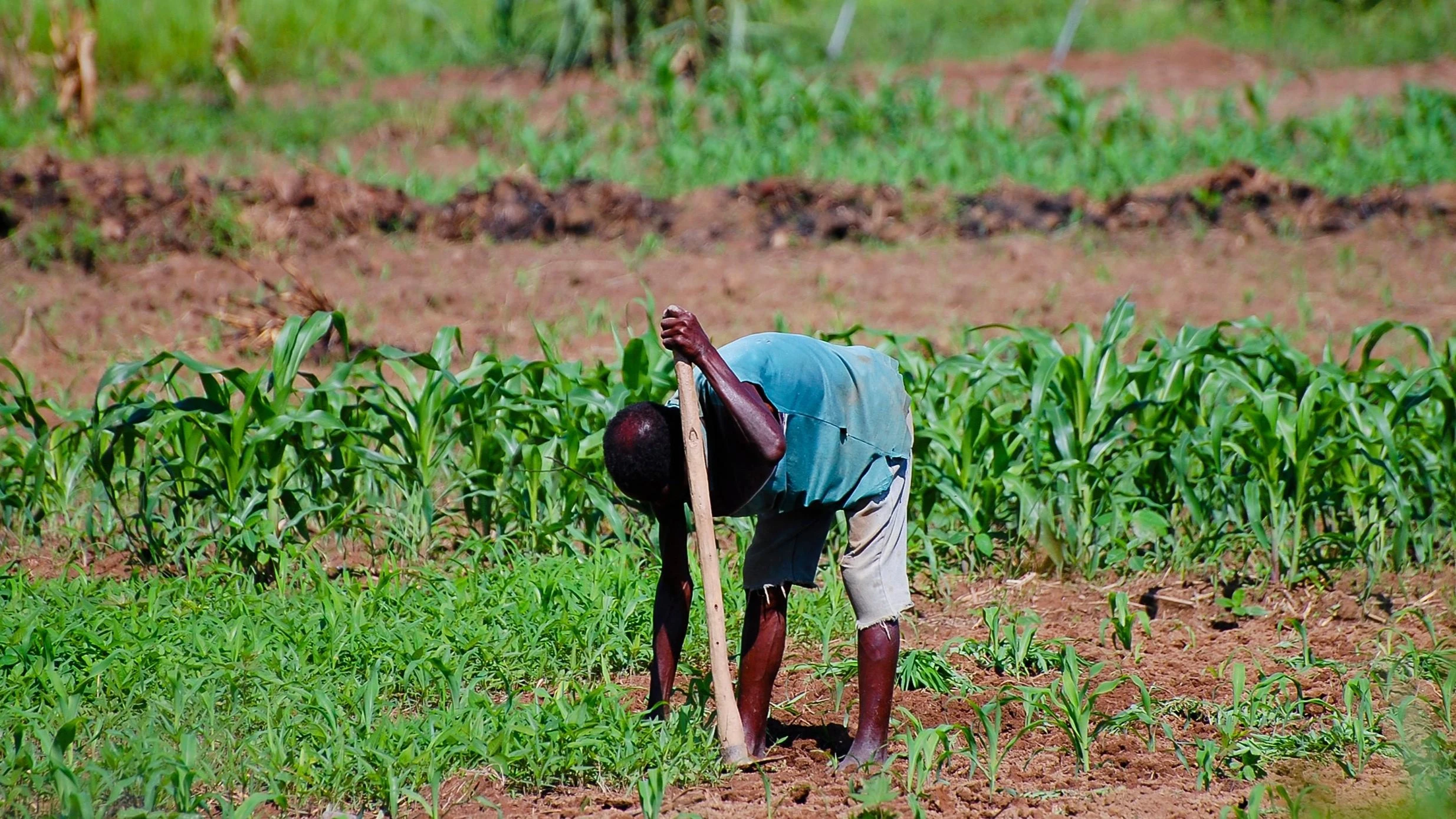 Farmer