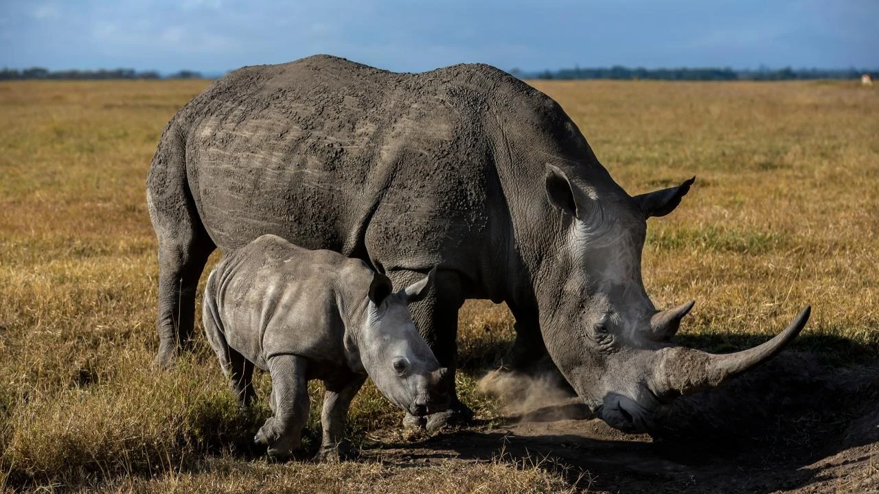 
Black rhinos captured grazing in the Serengeti National Park ecosystem.