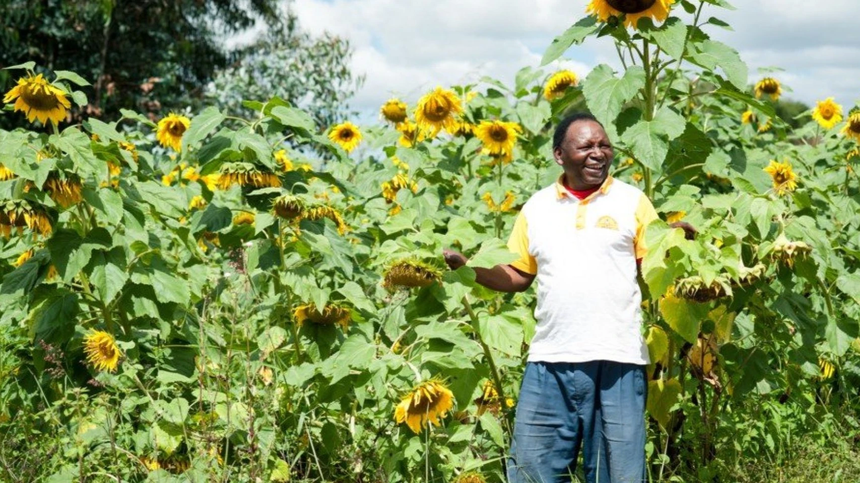 Sunflower frower