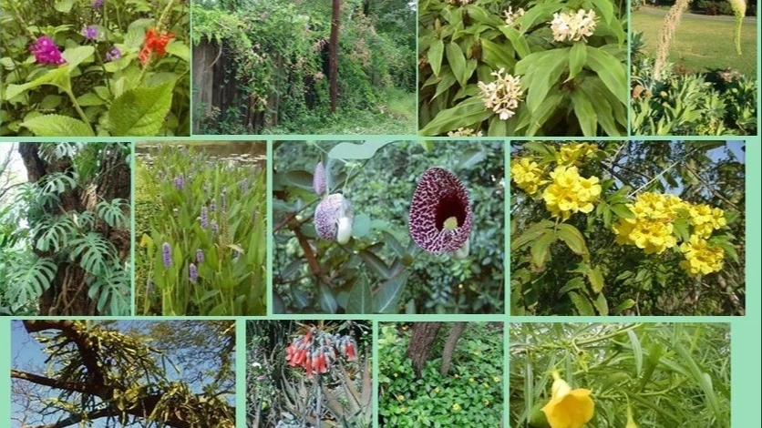 Common invasive alien species in national parks found across the East African sub-region.