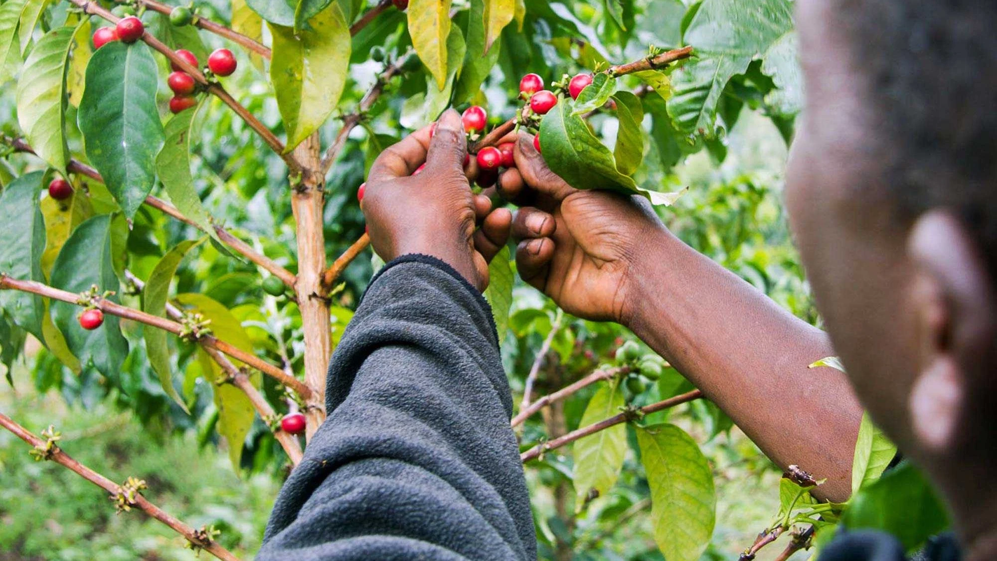 Coffee grower