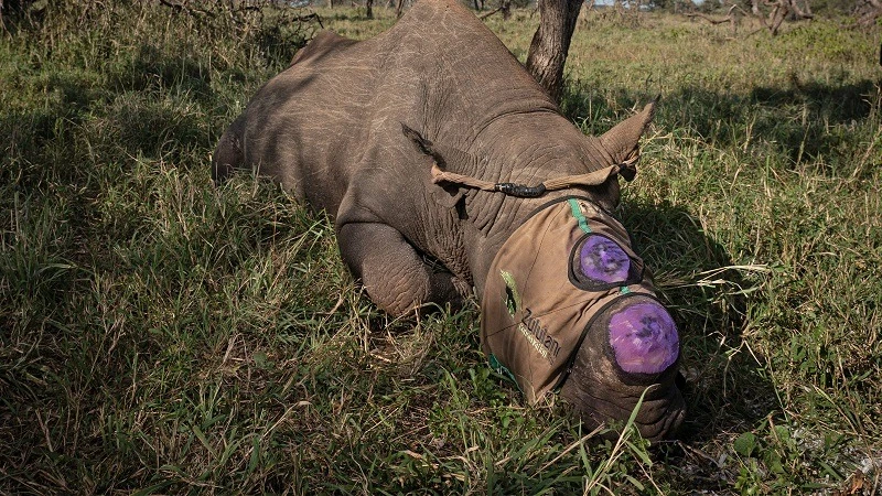 Rhino poaching is conducted with the ill-intention of achieving three objectives, namely sports and recreation, production of traditional Chinese medicine and commodity stockpiling for investment purposes.